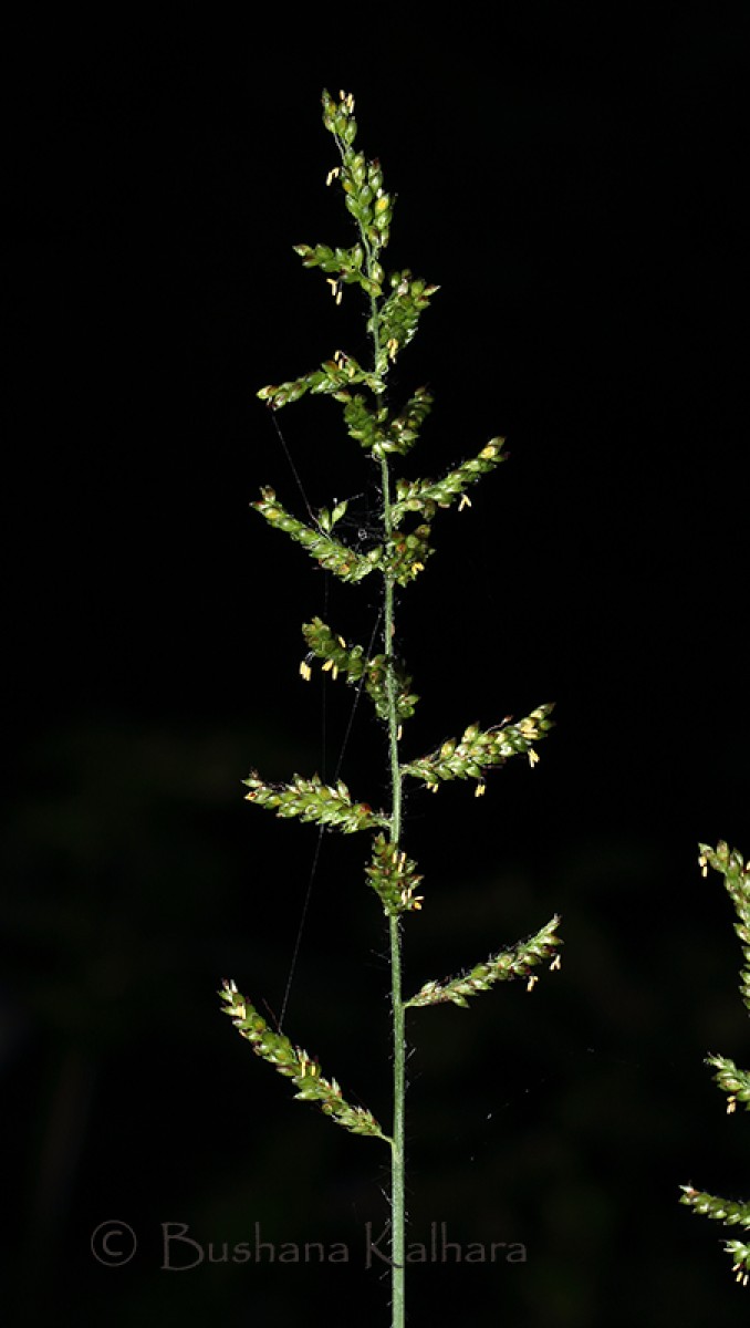 Setaria barbata (Lam.) Kunth